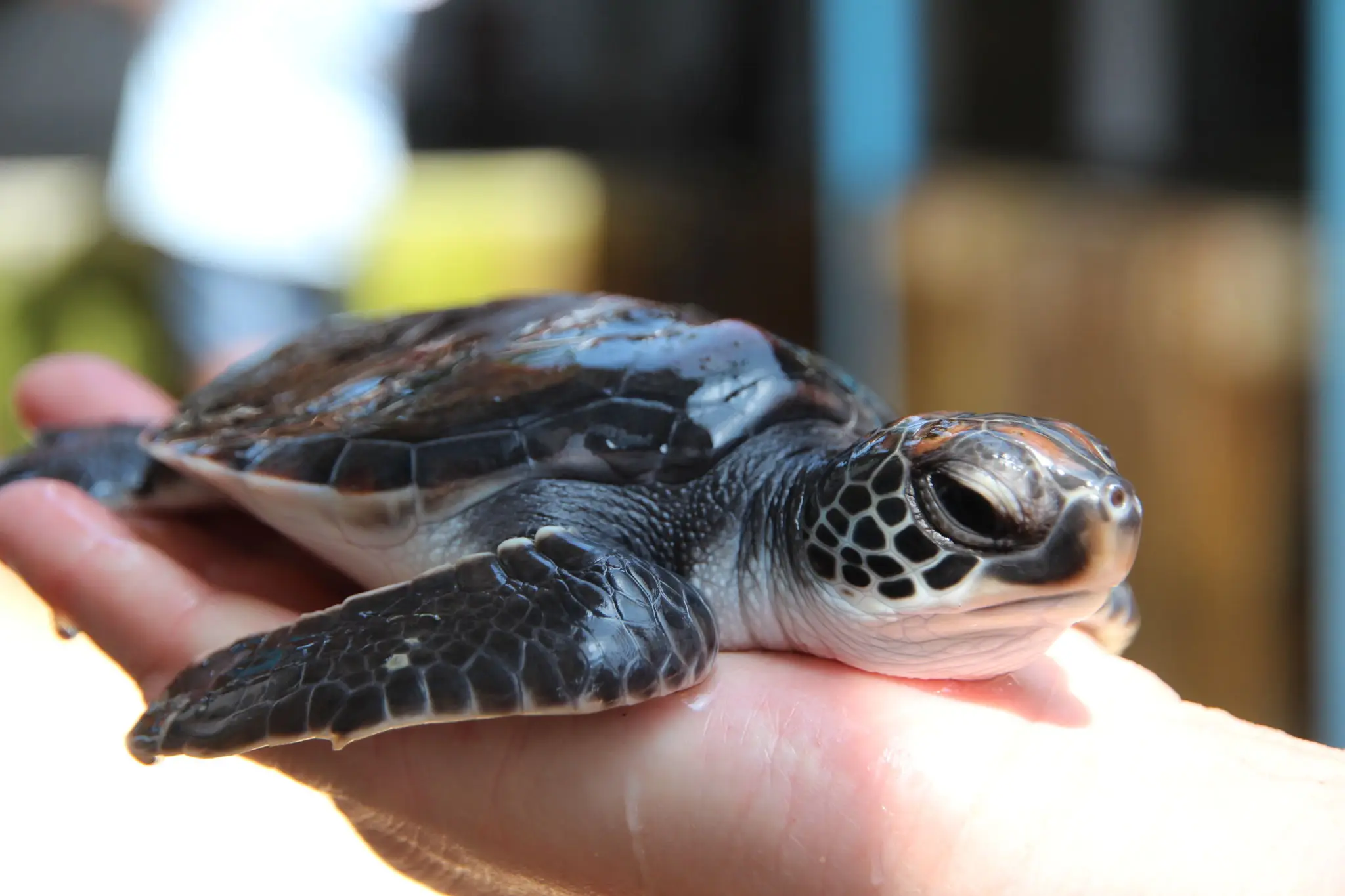 A small sea turtle resting on a person's hand.