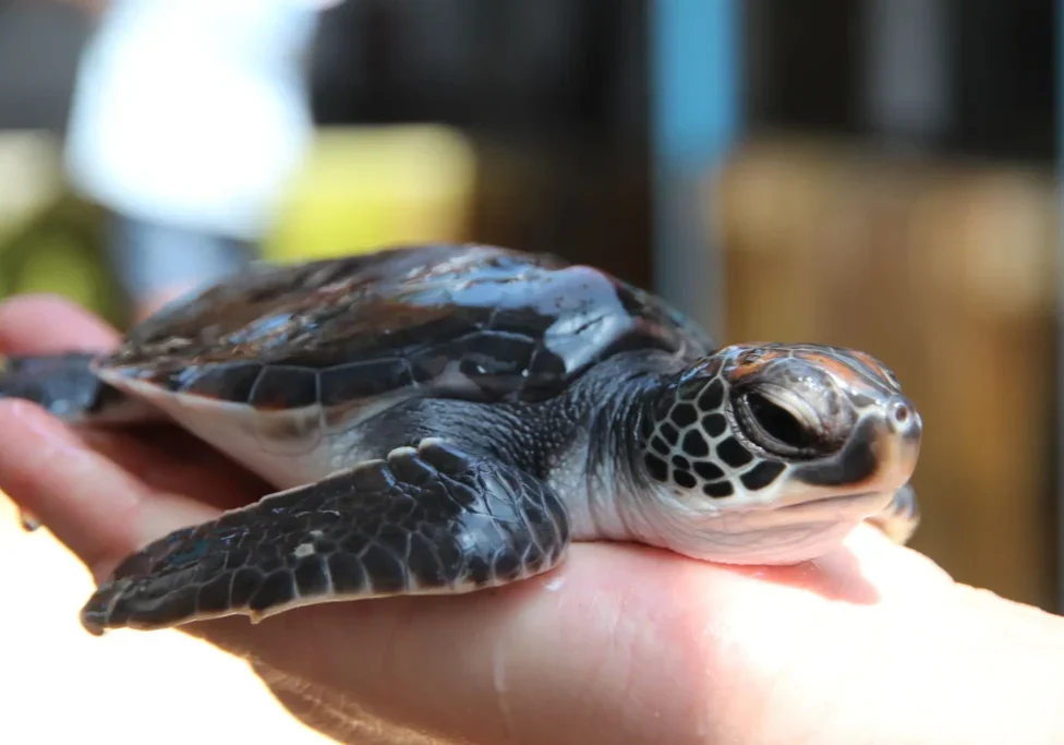 A small sea turtle resting on a person's hand.